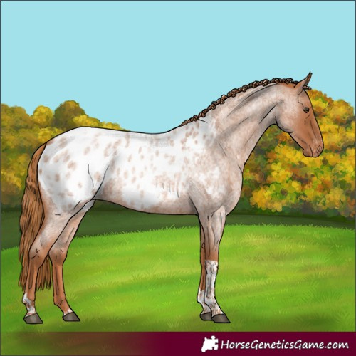 Horse Color:Red Roan Tobiano Blanket Rabicano 