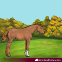 Horse Color:Chestnut Tobiano