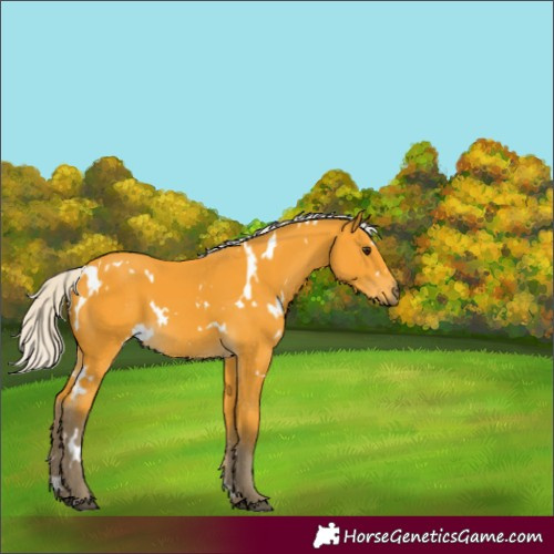 Horse Color:Unknown 