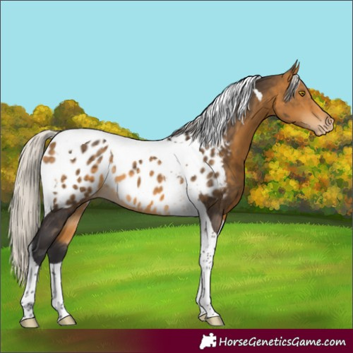 Horse Color:Silver Buckskin Tobiano Near Leopard Rabicano 