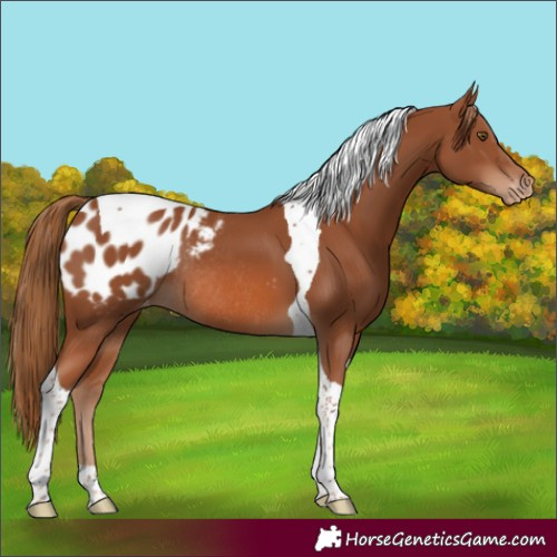 Horse Color:Chestnut Tobiano Appaloosa Rabicano 