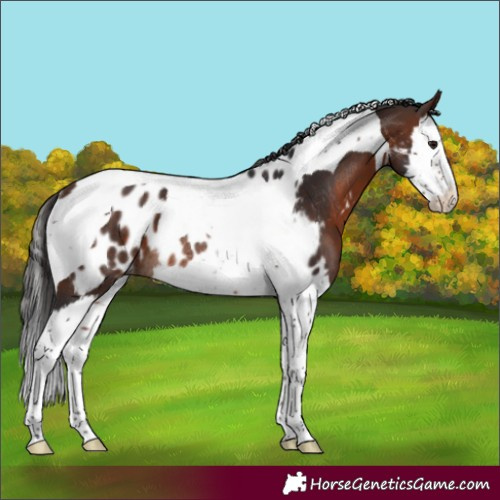 Horse Color:Brown Splash Tobiano Appaloosa Rabicano 