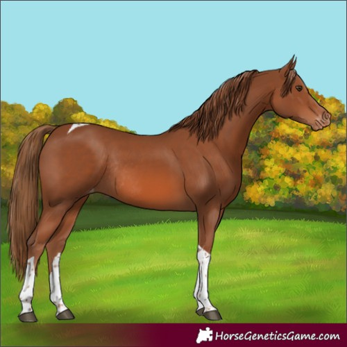 Horse Color:Chestnut Tobiano Varnish Rabicano 