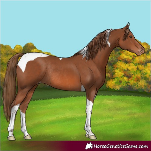 Horse Color:Chestnut Tobiano Varnish Rabicano 
