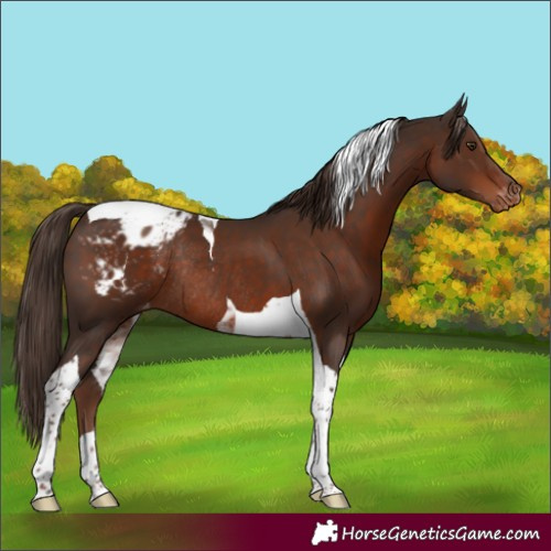 Horse Color:Liver Chestnut Tobiano Appaloosa Rabicano 