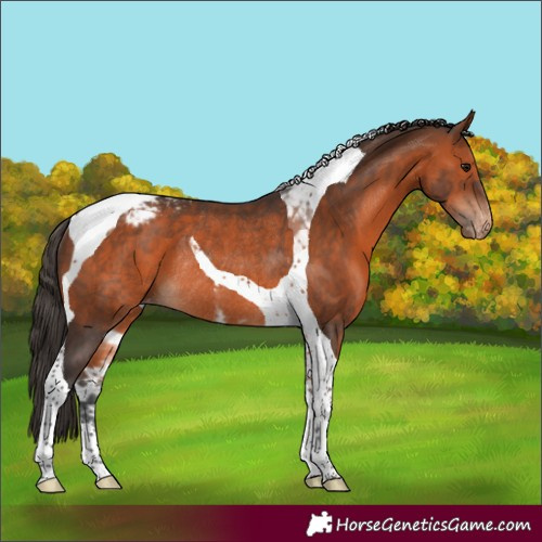 Horse Color:Bay Tobiano Snowcap Rabicano 