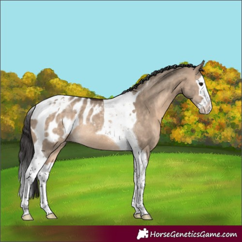 Horse Color:Brown Dun Splash Tobiano Appaloosa Rabicano 