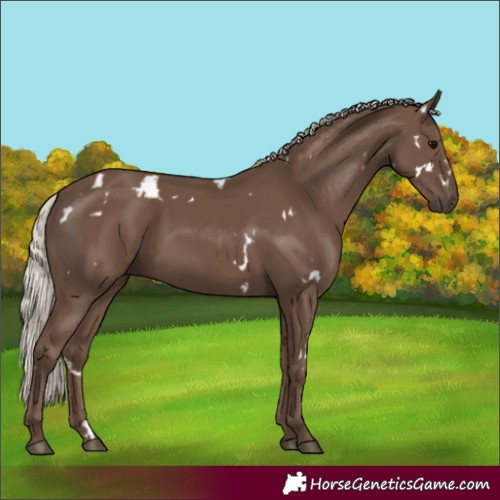Horse Color:White Spotted Silver Black 