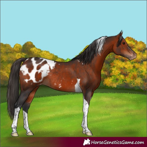 Horse Color:Bay Tobiano Appaloosa Rabicano 