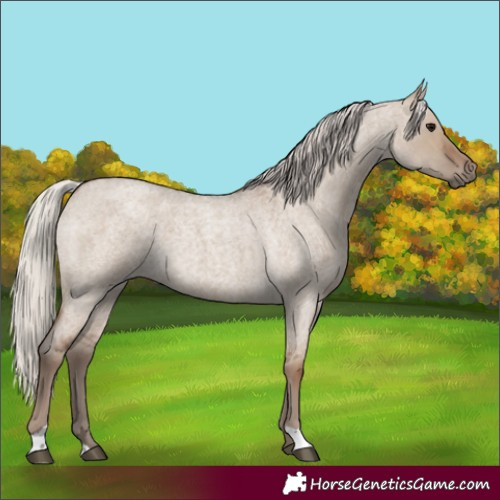 Horse Color:Silver Grullo Roan 