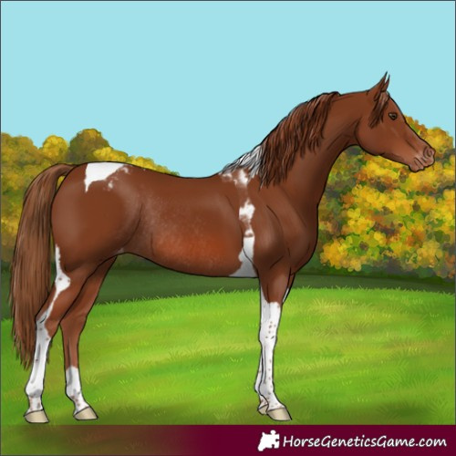 Horse Color:Chestnut Tobiano Appaloosa Rabicano 