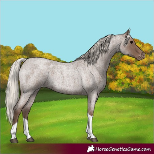 Horse Color:Silver Blue Roan Tobiano Varnish 