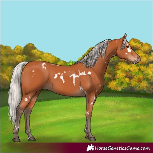 Horse Color:White Spotted Silver Bay 