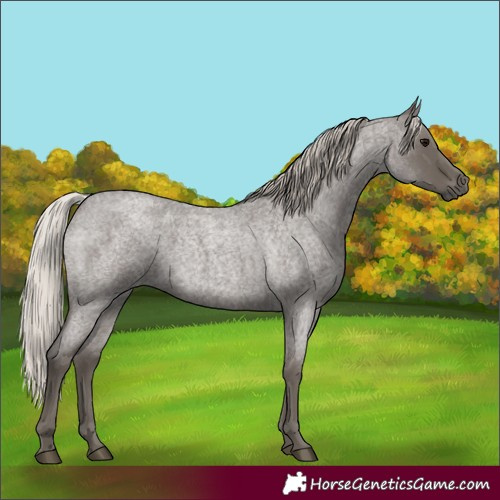 Horse Color:Silver Blue Roan 