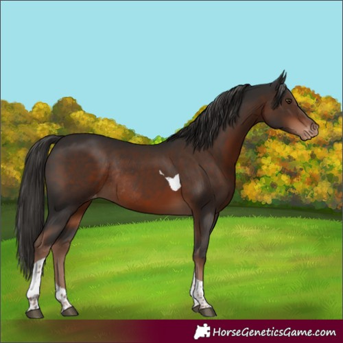 Horse Color:Liver Chestnut Tobiano Appaloosa Rabicano 