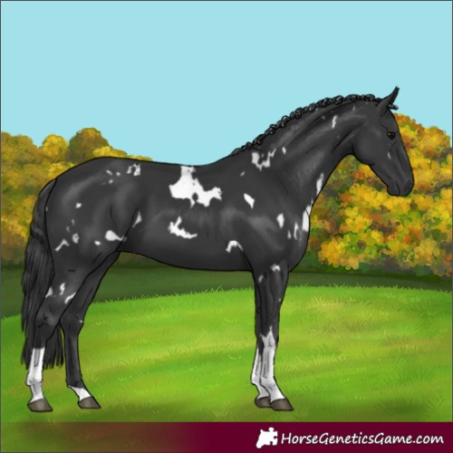Horse Color:White Spotted Black Tobiano 