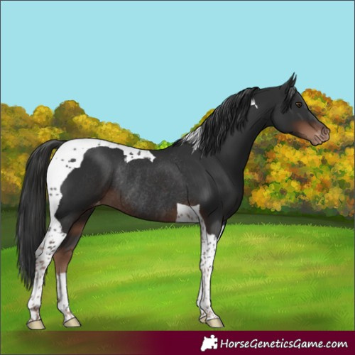 Horse Color:Liver Chestnut Tobiano Varnish Rabicano 