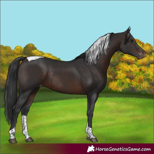 Horse Color:Brown Tobiano Varnish Rabicano 