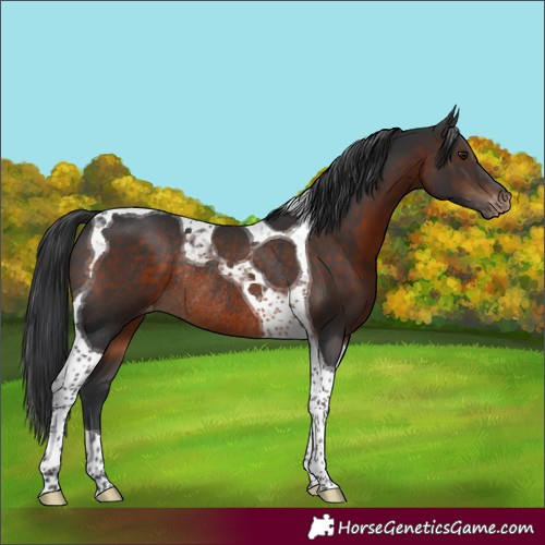 Horse Color:Brown Tobiano Varnish Rabicano 