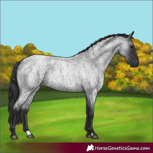 Horse Color:Blue Roan 