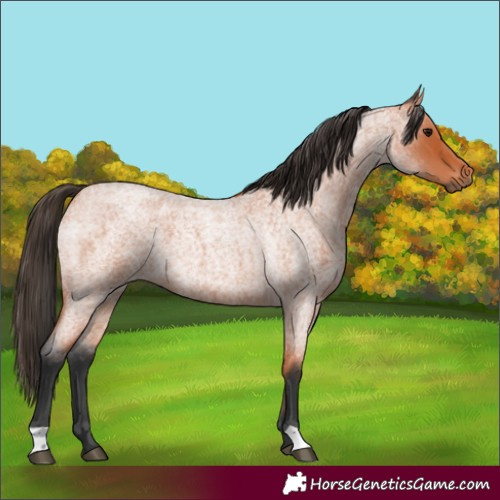Horse Color:Bay Roan 