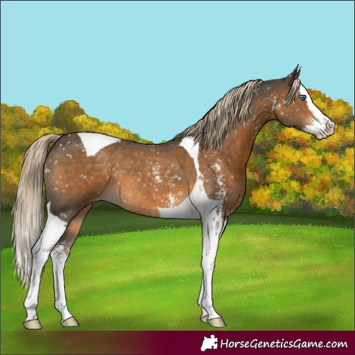 Horse Color:Chocolate Palomino Sabino Splash Tobiano Appaloosa Rabicano 