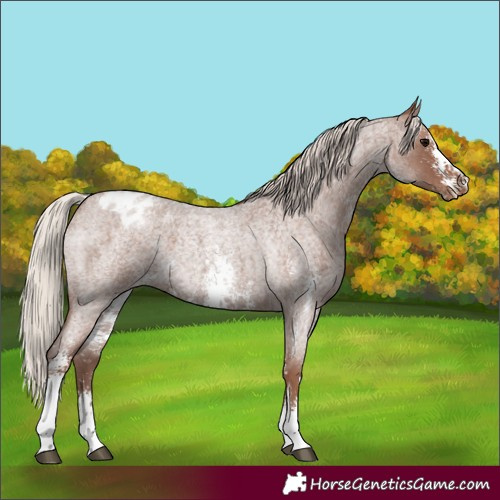 Horse Color:Silver Blue Roan Sabino Appaloosa 