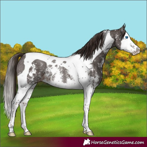Horse Color:Liver Chestnut Sabino Splash Tobiano Snowflake VarnishRabicano 