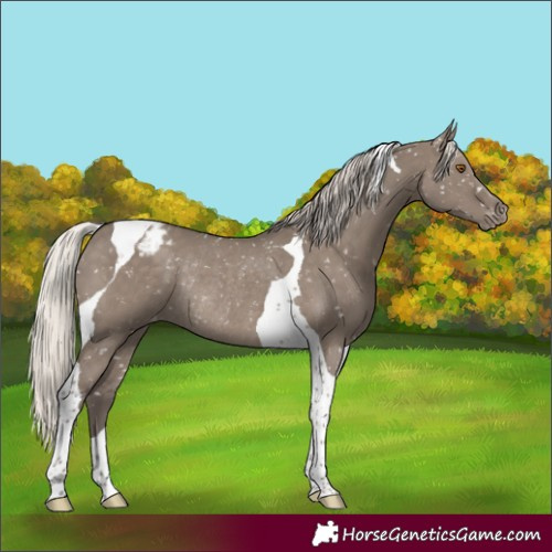 Horse Color:Silver Grullo Tobiano Appaloosa Rabicano 