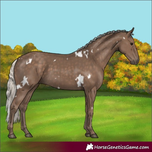 Horse Color:White Spotted Silver Black 