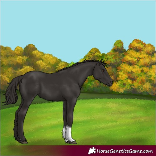 Horse Color:Liver Chestnut Tobiano 