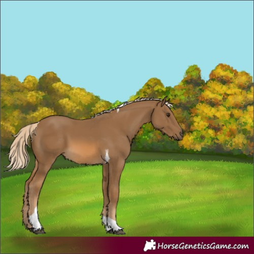 Horse Color:Unknown 