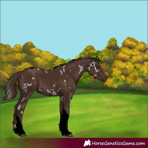 Horse Color:White Spotted Liver Chestnut Tobiano