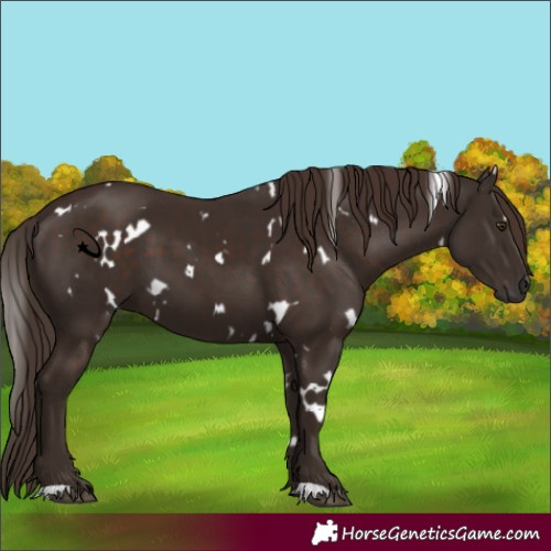 Horse Color:White Spotted Liver Chestnut