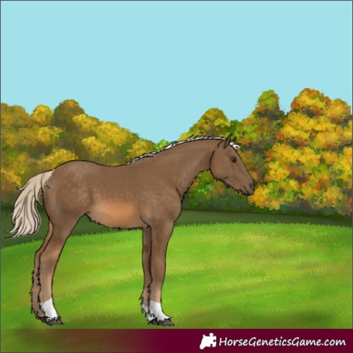 Horse Color:Chocolate Palomino Tobiano