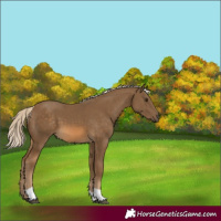 Horse Color:Chocolate Palomino Tobiano 