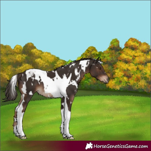 Horse Color:White Spotted Liver Chestnut Tobiano 
