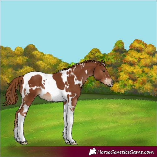 Horse Color:White Spotted Chestnut Tobiano 
