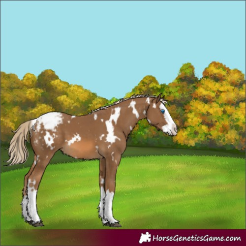 Horse Color:White Spotted Chocolate Palomino Splash Varnish