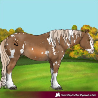Horse Color:White Spotted Chocolate Palomino Splash