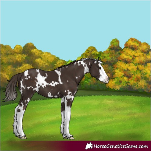 Horse Color:White Spotted Liver Chestnut Splash 