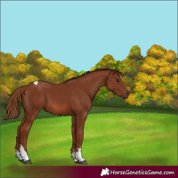 Horse Color:Chestnut Sabino Tobiano