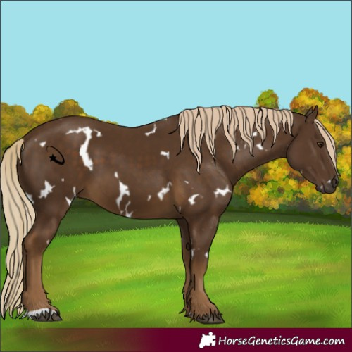 Horse Color:White Spotted Chocolate Palomino