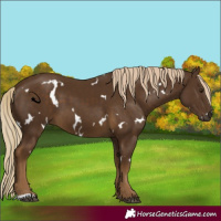 Horse Color:White Spotted Chocolate Palomino