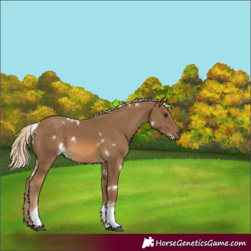Horse Color:White Spotted Chocolate Palomino Tobiano