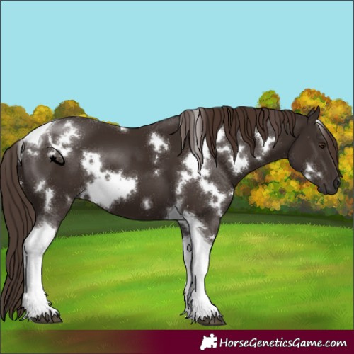 Horse Color:White Spotted Liver Chestnut Tobiano 