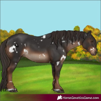 Horse Color:White Spotted Liver Chestnut 