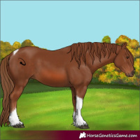 Horse Color:Chestnut Tobiano