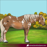 Horse Color:White Spotted Chocolate Palomino 