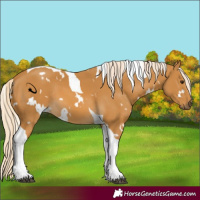 Horse Color:White Spotted Palomino Tobiano